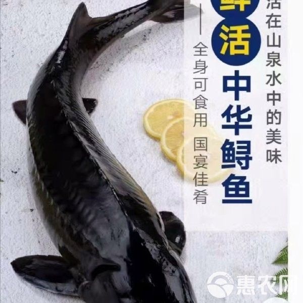 鱘龍魚市場價多少錢一斤