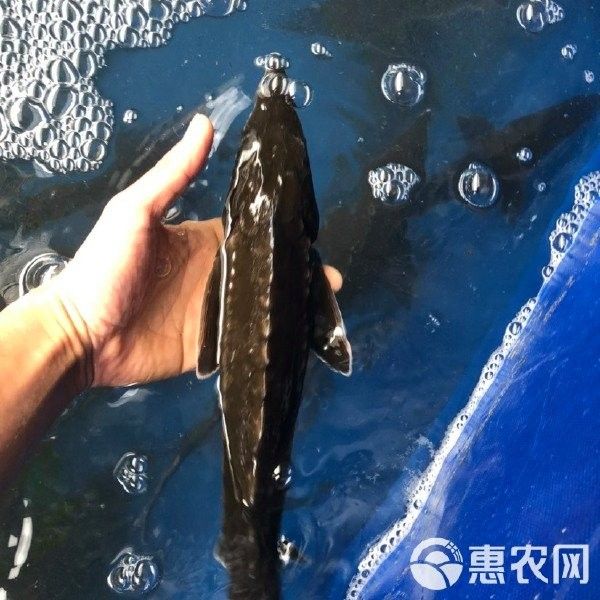 鱘龍魚市場價多少錢一斤