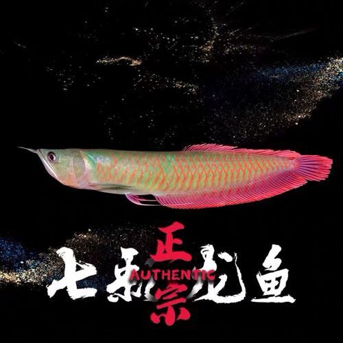 招財龍魚圖片欣賞 招財龍魚圖片欣賞 龍魚百科 第17張