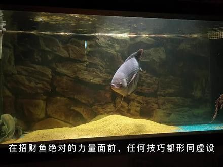 招財龍魚圖片欣賞 招財龍魚圖片欣賞 龍魚百科 第27張