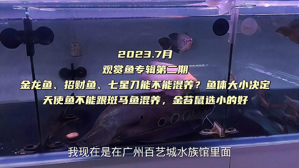 招財龍魚圖片欣賞 招財龍魚圖片欣賞 龍魚百科 第22張