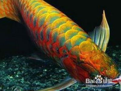 龍魚掉眼怎么回事兒啊：龍魚掉眼的主要原因及其相應的處理方法