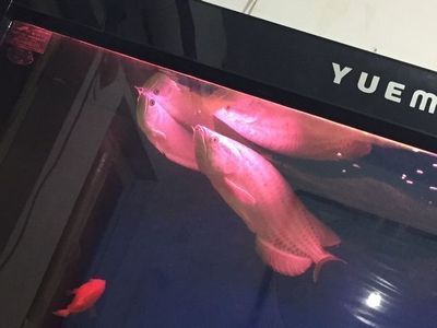 龍魚為什么趴缸底上不動：為什么龍魚趴缸底上不動