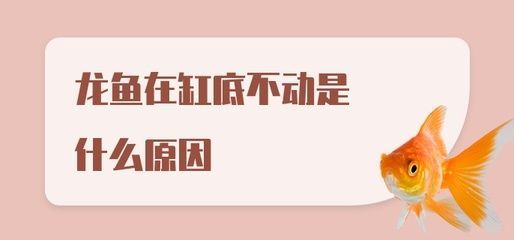 龍魚為什么趴缸底上不動：為什么龍魚趴缸底上不動