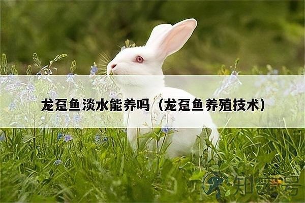 龍躉的繁殖成功率有多高？ 龍躉的繁殖成功率有多高？ 龍魚百科 第4張