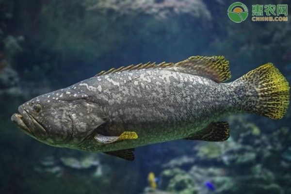 龍躉的繁殖成功率有多高？ 龍躉的繁殖成功率有多高？ 龍魚百科 第3張