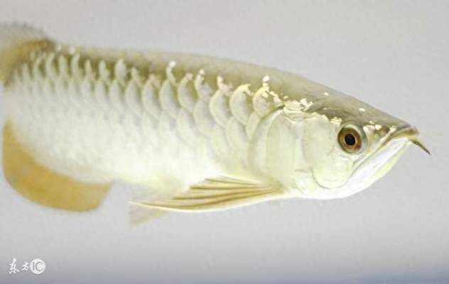 龍魚(yú)總咬別的魚(yú)怎么解決方法圖片：龍魚(yú)咬其他魚(yú)怎么辦 龍魚(yú)總咬別的魚(yú)怎么解決方法圖片：龍魚(yú)咬其他魚(yú)怎么辦 龍魚(yú)百科 第5張