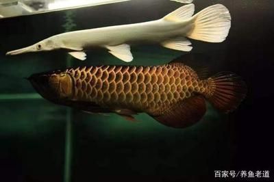 龍魚(yú)總咬別的魚(yú)怎么解決方法圖片：龍魚(yú)咬其他魚(yú)怎么辦 龍魚(yú)總咬別的魚(yú)怎么解決方法圖片：龍魚(yú)咬其他魚(yú)怎么辦 龍魚(yú)百科 第1張