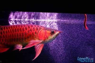 紅龍魚怎么喂食視頻教程大全圖片（紅龍魚怎么喂食視頻教程大全圖片下載）