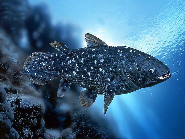 有沒有其他類似鱷魚恐龍王魚的遠古魚類？