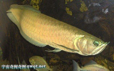 有沒有其他類似鱷魚恐龍王魚的遠古魚類？