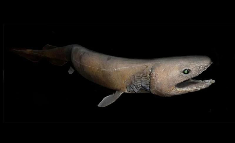 有沒有其他類似鱷魚恐龍王魚的遠古魚類？