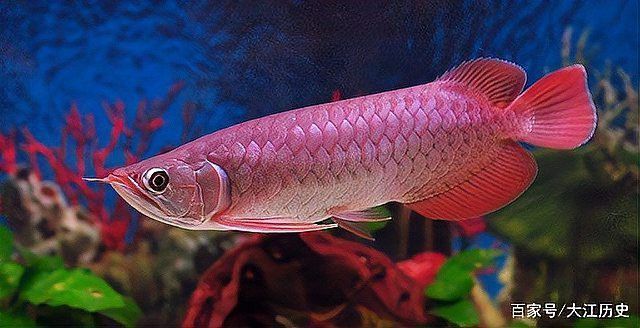 有沒有其他類似鱷魚恐龍王魚的遠古魚類？