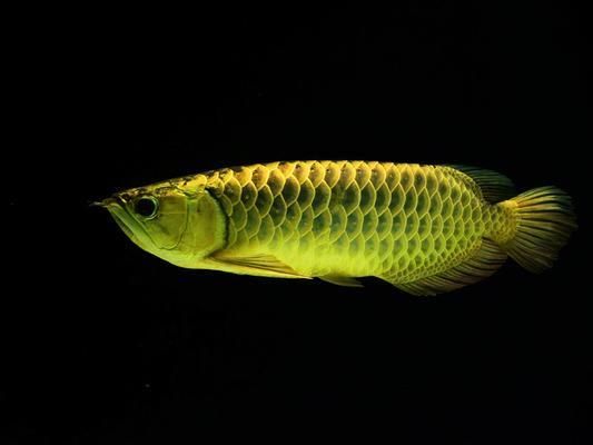 龍魚缸溫度計最簡單處理方法：魚缸溫度計的準確與否直接關系到水質和魚類健康處理方法