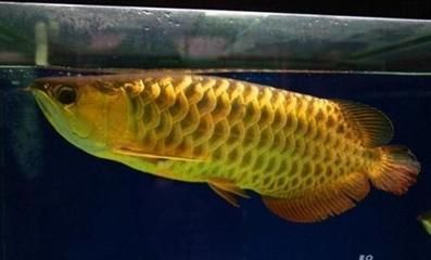 金龍魚需要甲硝唑檢疫嗎：金龍魚燈光照射的方法