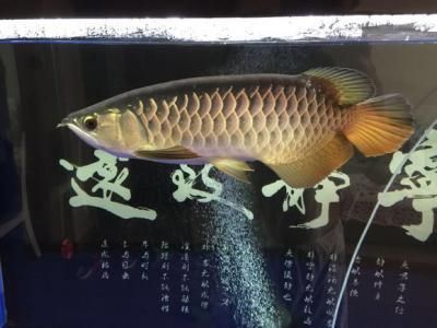 金龍魚需要甲硝唑檢疫嗎：金龍魚燈光照射的方法