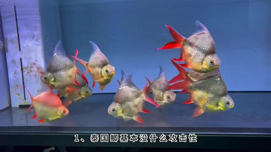 胭脂孔雀龍能不能和龍魚混養(yǎng)呢圖片大全