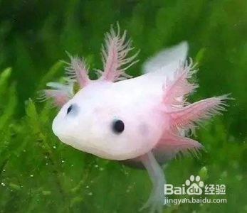 六角龍魚吃啥飼料：六角龍魚飼料保存技巧六角龍魚飼料保存技巧
