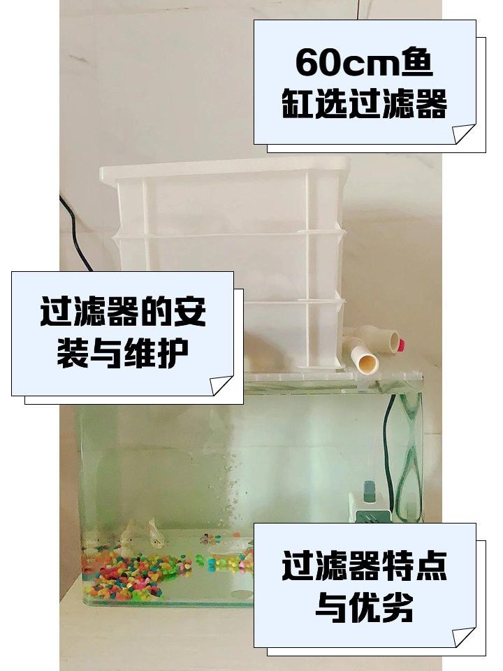 60cm紅龍魚需要多大的過濾系統？