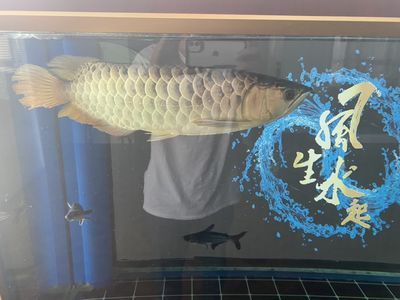 龍魚胃袋需要升溫：龍魚吐胃袋怎么辦