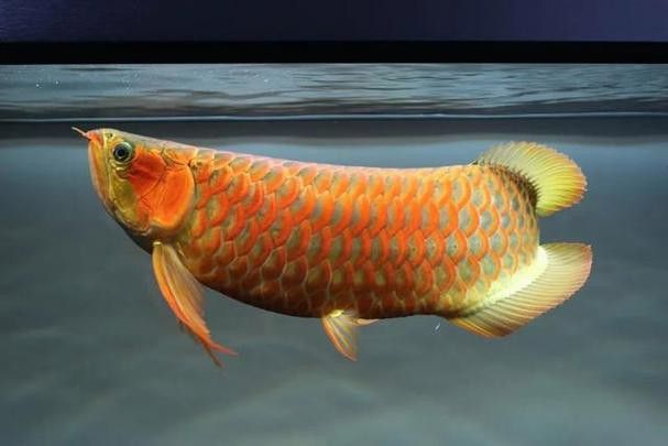 中國本土有龍魚嗎圖片高清 中國本土有龍魚嗎圖片高清 龍魚百科 第17張