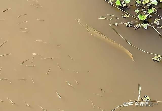 中國本土有龍魚嗎圖片高清 中國本土有龍魚嗎圖片高清 龍魚百科 第20張