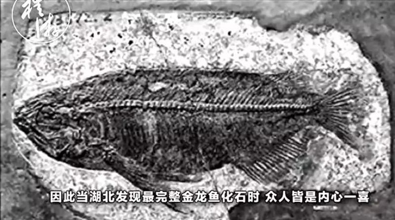 中國本土有龍魚嗎圖片高清 中國本土有龍魚嗎圖片高清 龍魚百科 第21張