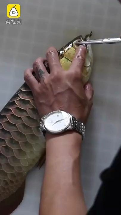 龍魚爛尾手術費用大概是多少？