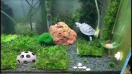 養(yǎng)龍魚缸與忍者神龜?shù)膯栴},建議您重新提出問題：關(guān)于養(yǎng)龍魚缸與忍者神龜?shù)膯栴},建議您重新提出問題