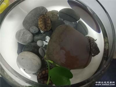 養(yǎng)龍魚缸與忍者神龜?shù)膯栴},建議您重新提出問題：關(guān)于養(yǎng)龍魚缸與忍者神龜?shù)膯栴},建議您重新提出問題