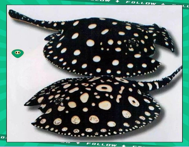 推薦一些適合與古典過背金龍混養的底層魚類