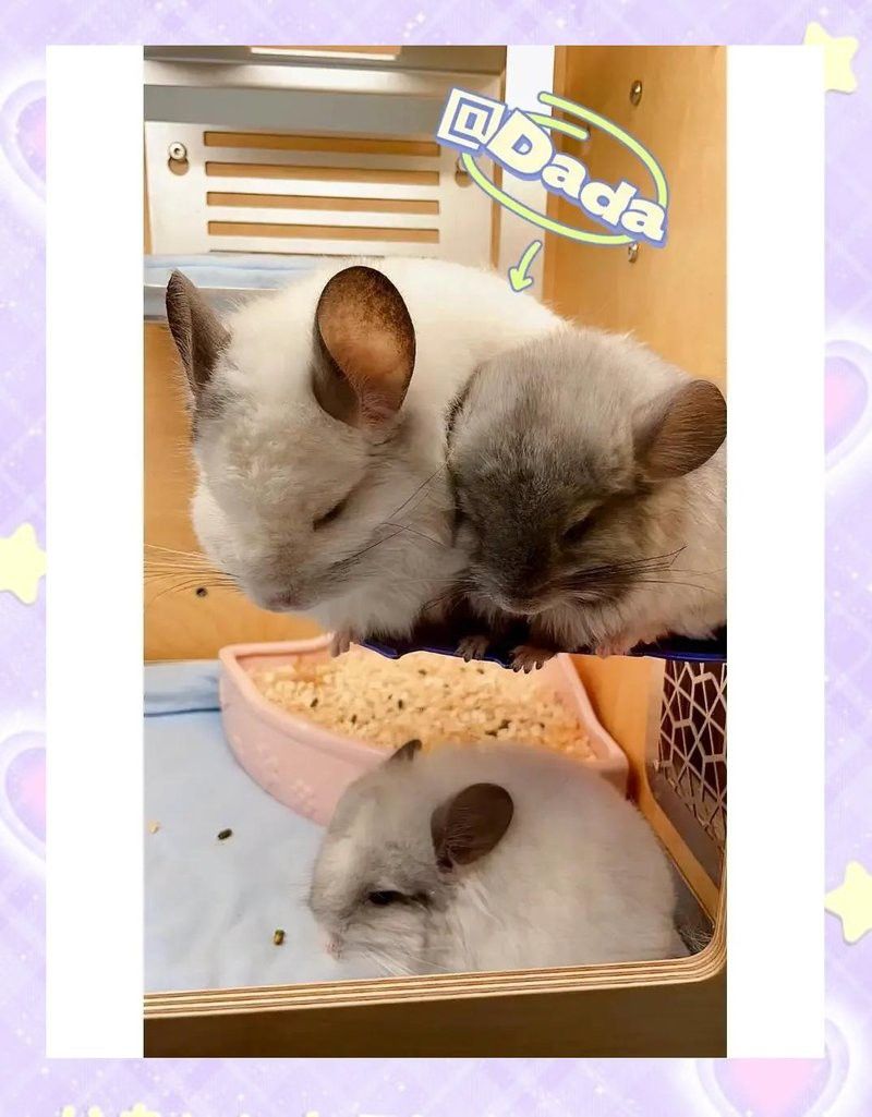 如何給龍貓提供良好的孕期環境？