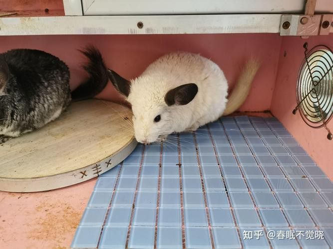 如何給龍貓提供良好的孕期環境？