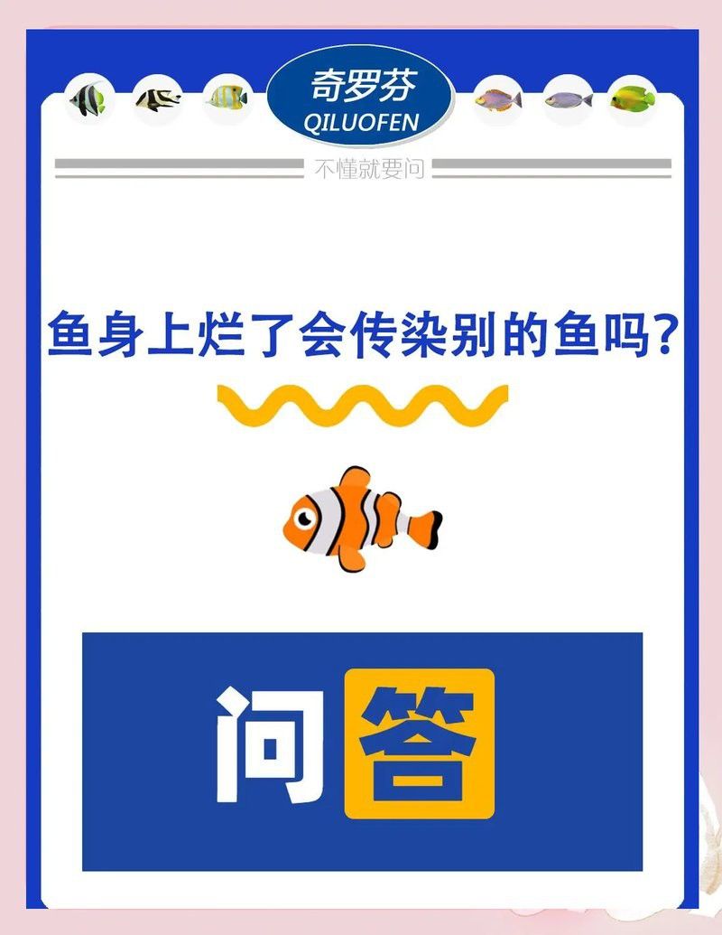 龍魚鱗片爛了會傳染嗎?