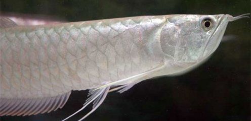 怎樣訓練銀龍魚的膽子(如何訓練銀龍魚的膽子) 龍魚百科 第2張 怎樣訓練銀龍魚的膽子(如何訓練銀龍魚的膽子) 怎樣訓練銀龍魚的膽子(如何訓練銀龍魚的膽子) 龍魚百科 第2張