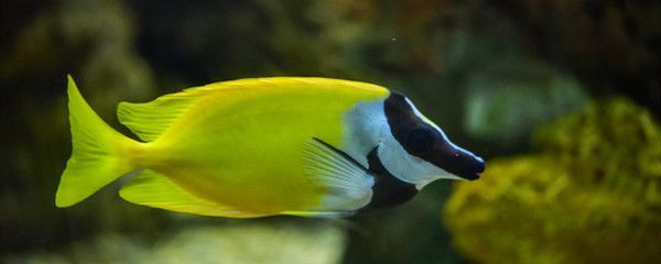 怎樣訓練銀龍魚的膽子(如何訓練銀龍魚的膽子) 龍魚百科 第3張 怎樣訓練銀龍魚的膽子(如何訓練銀龍魚的膽子) 怎樣訓練銀龍魚的膽子(如何訓練銀龍魚的膽子) 龍魚百科 第3張