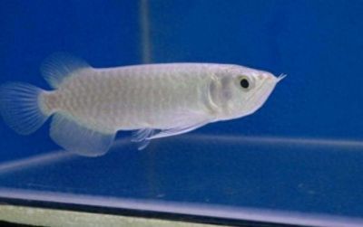 龍魚顏色變黑是怎么回事：龍魚顏色變黑可能由多種因素引起