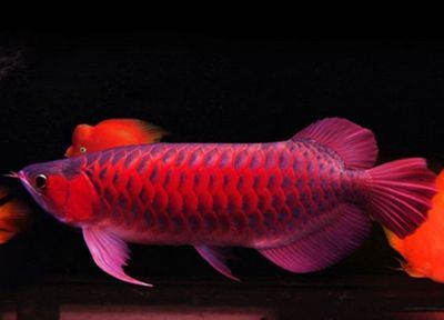 紅寶石龍魚價格：紅寶石龍魚價格可以根據大小和品種等因素有所不同