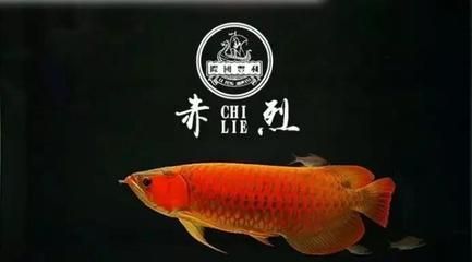 龍魚蒙眼下什么鹽：治療龍魚蒙眼時選擇合適的鹽進行消毒是非常重要的 龍魚蒙眼下什么鹽：治療龍魚蒙眼時選擇合適的鹽進行消毒是非常重要的 龍魚百科 第5張
