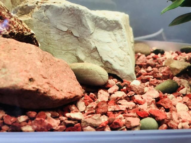 紅龍魚種類區別圖解（紅龍魚種類區別圖解大全）