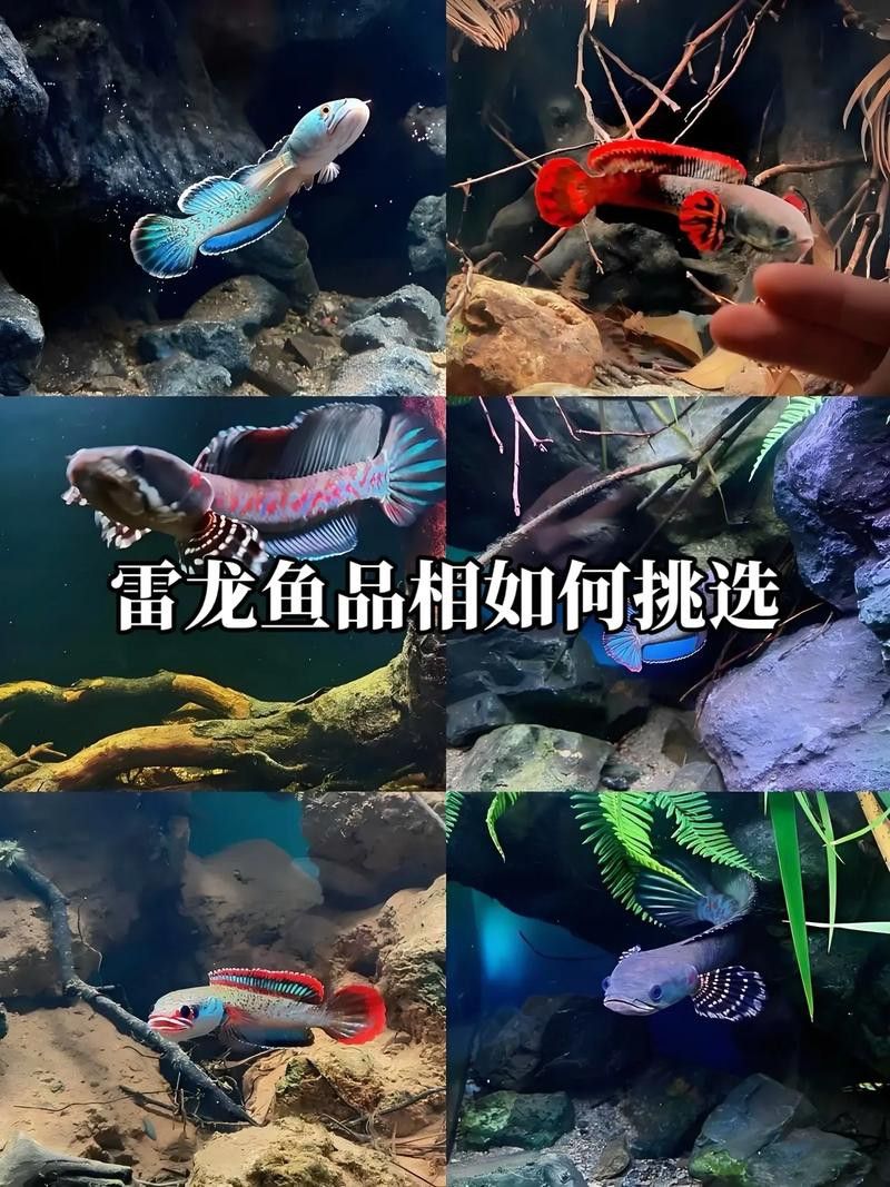 如何預防雷龍魚常見疾病？