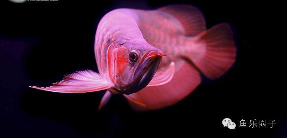 如何看龍魚品相（如何評判龍魚的品相展開討論，龍魚品相鑒定的誤區） 如何看龍魚品相（如何評判龍魚的品相展開討論，龍魚品相鑒定的誤區） 龍魚百科 第1張