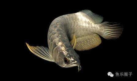 如何看龍魚品相（如何評判龍魚的品相展開討論，龍魚品相鑒定的誤區） 如何看龍魚品相（如何評判龍魚的品相展開討論，龍魚品相鑒定的誤區） 龍魚百科 第4張