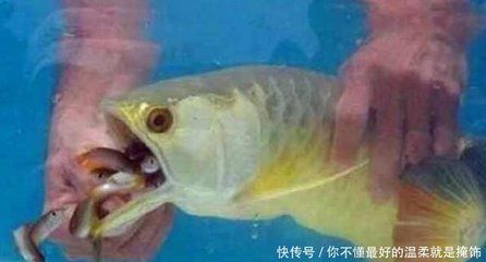 金龍魚嘴巴不停微張什么原因：金龍魚嘴巴不停微張可能有多種原因 金龍魚嘴巴不停微張什么原因：金龍魚嘴巴不停微張可能有多種原因 龍魚百科 第2張