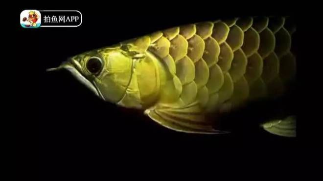 龍魚眼睛瞎了一邊會側游嗎：當龍魚的眼睛瞎了一邊，它們的行為可能會發生變化