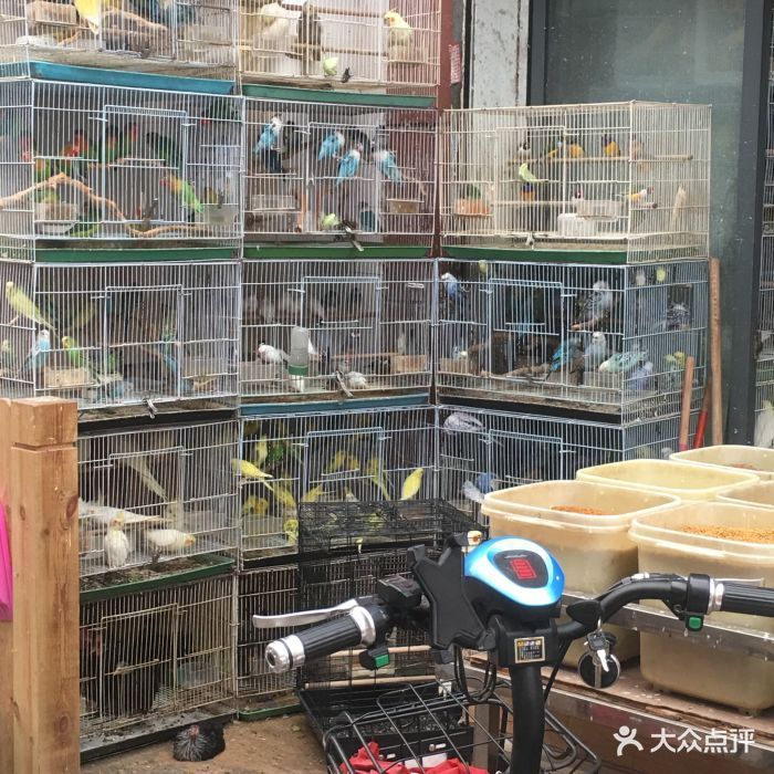 想買一條15年的金龍魚花鳥市場位置有沒有花鳥市場的這個賣金龍魚的地方有沒有（廣州金龍魚批發(fā)市場位于廣州花地灣花鳥魚蟲市場）