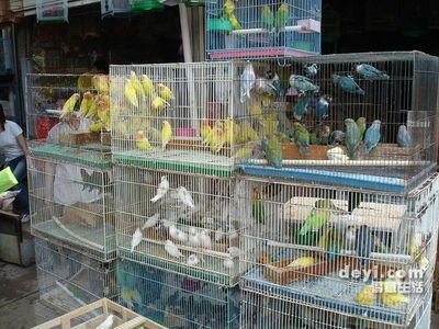 想買一條15年的金龍魚花鳥市場位置有沒有花鳥市場的這個賣金龍魚的地方有沒有（廣州金龍魚批發市場位于廣州花地灣花鳥魚蟲市場）