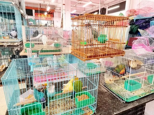 想買一條15年的金龍魚花鳥市場位置有沒有花鳥市場的這個賣金龍魚的地方有沒有（廣州金龍魚批發市場位于廣州花地灣花鳥魚蟲市場）