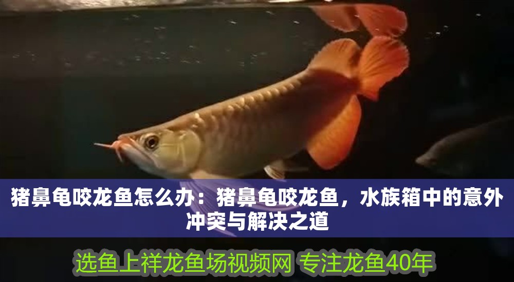豬鼻龜咬龍魚怎么辦：豬鼻龜咬龍魚，水族箱中的意外沖突與解決之道