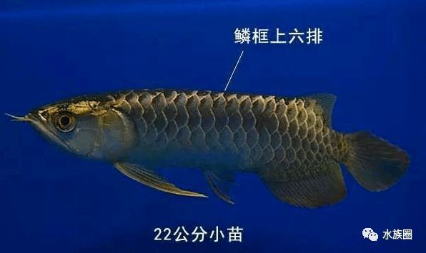 金龍魚小苗怎么分類（金龍魚小苗挑選技巧）